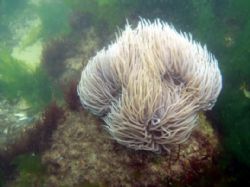 Sea anemone by Antoine Desbordes 